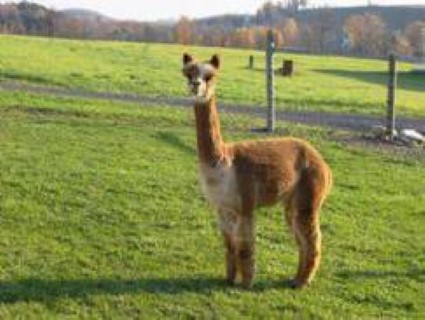 Alpaca For Sale - Dewey Meadows Ice Tea at Stone Hill Alpacas